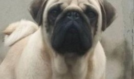 巴哥最新爆料信息视频,揭秘视频背后的惊人真相